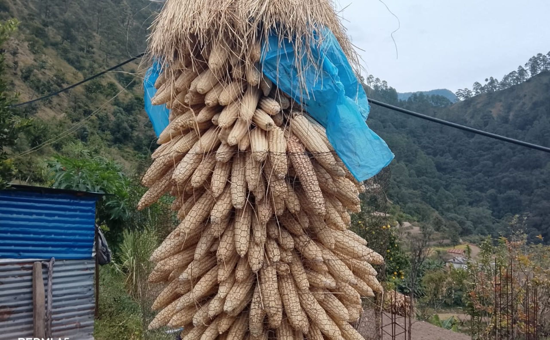 अर्गानिक मकैको माग बढ्दो, खेती भने जोगाउनै मुस्किल